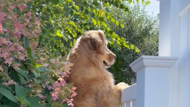 Il Golden Retriever capisce che i vicini stanno grigliando gli hamburger e decide che è il momento di farsi notare