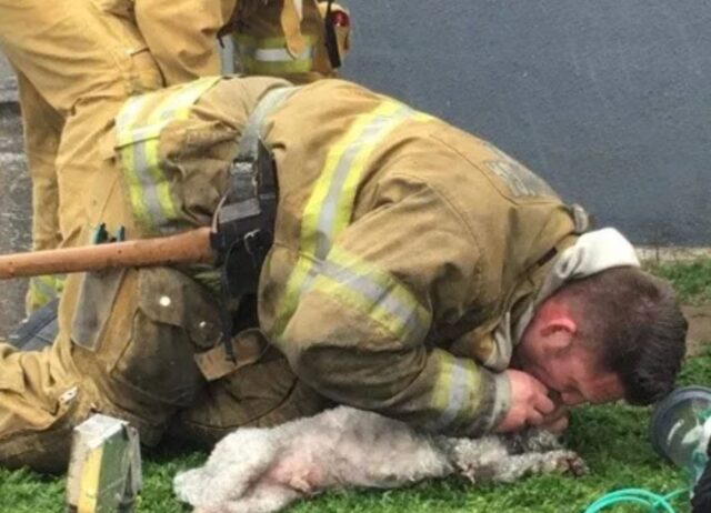 Il Vigile del Fuoco resuscita il cane che sembrava ormai essere volato via: un momento straordinario