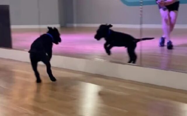 Il cane frequenta una lezione di danza e finisce per diventare il miglior amico di.. se stesso