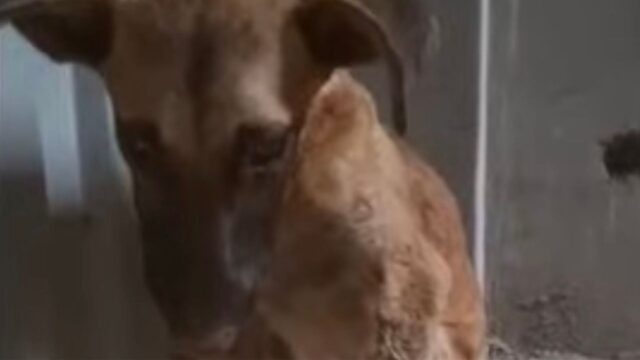 Il cane non aveva più speranze: poteva solo sopportare il dolore e nascondersi in una casa abbandonata