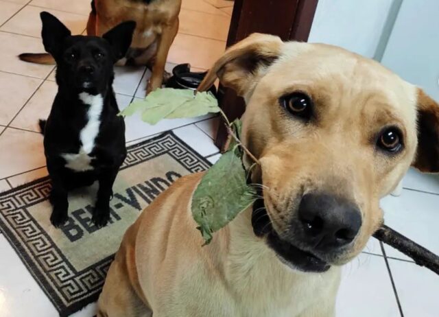 Il cucciolo di cane aspetta ogni giorno il rientro del suo padrone con un regalo diverso