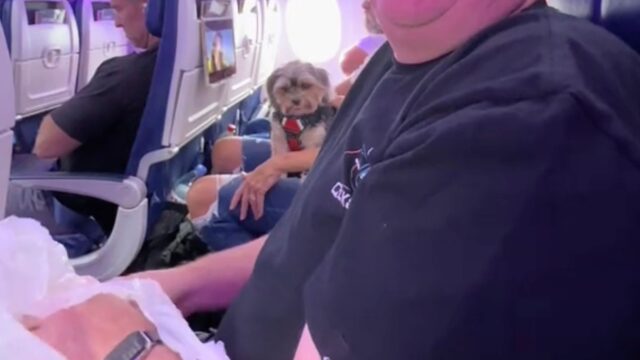 Il passeggero si sente osservato: il cane da terapia a bordo dell’aereo non smette di puntare il suo obiettivo