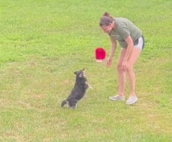 Il terzo fratello sta ottenendo anche fin troppe attenzioni: gli altri due cani sanno che cosa devono fare