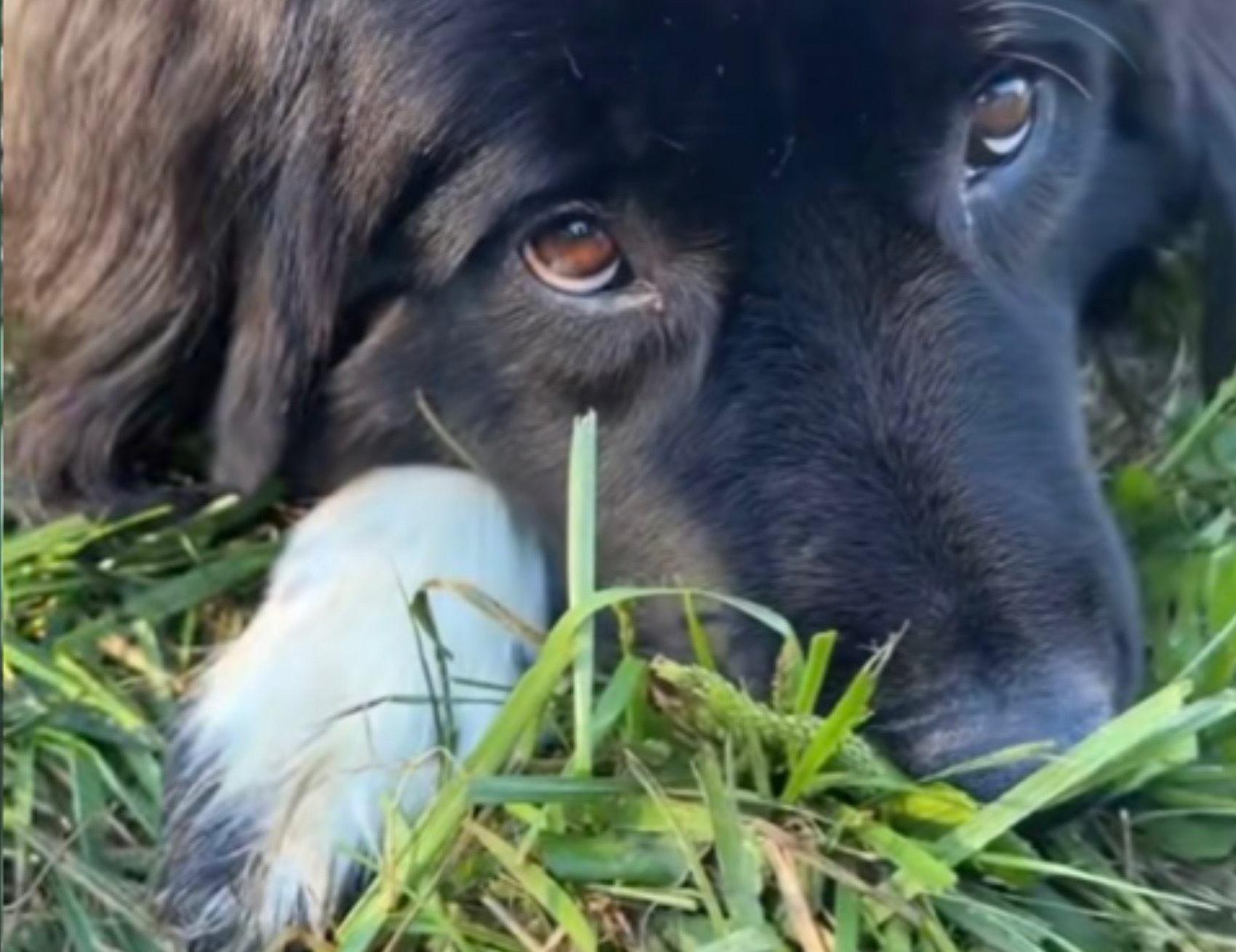 Cane e il coniglio