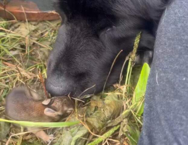 La cagnolina ha adottato un coniglietto arrivato in giardino ed è diventata subito la mamma migliore del mondo