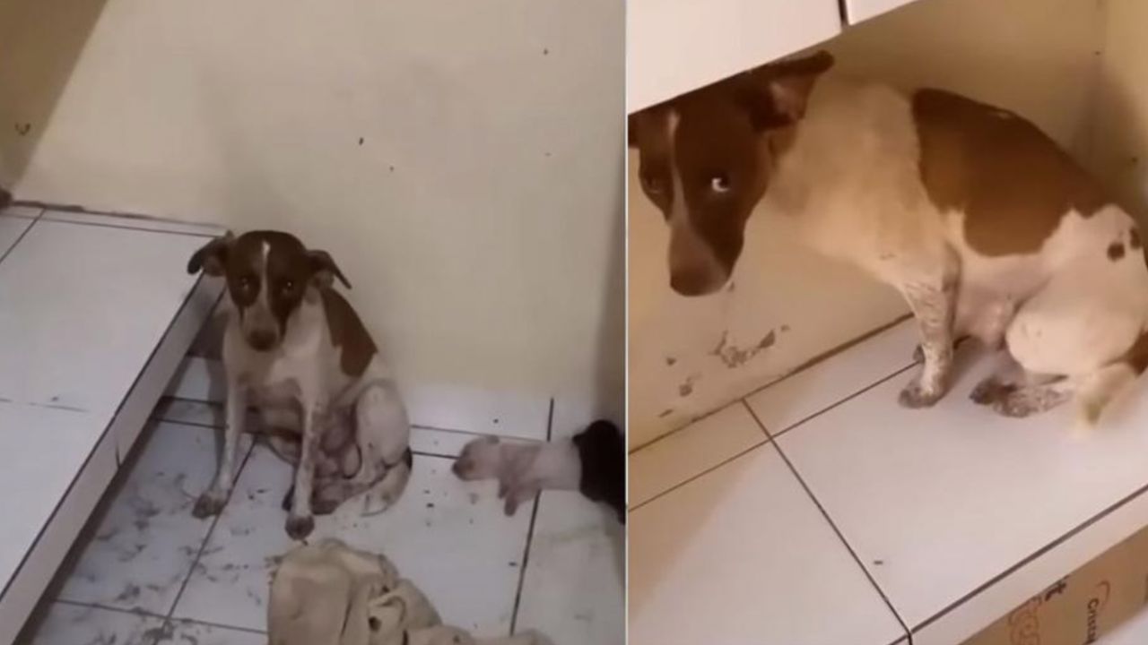 cagnolina protegge i suoi cuccioli 