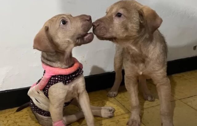 La cucciola, bellissima ma malata e spaventata, piangeva chiedendo aiuto per sé stessa e per il suo fratellino disabile