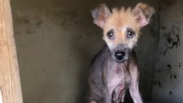 La favola di Lucy, trovata denutrita e abbandonata e adesso finalmente felice in una casa