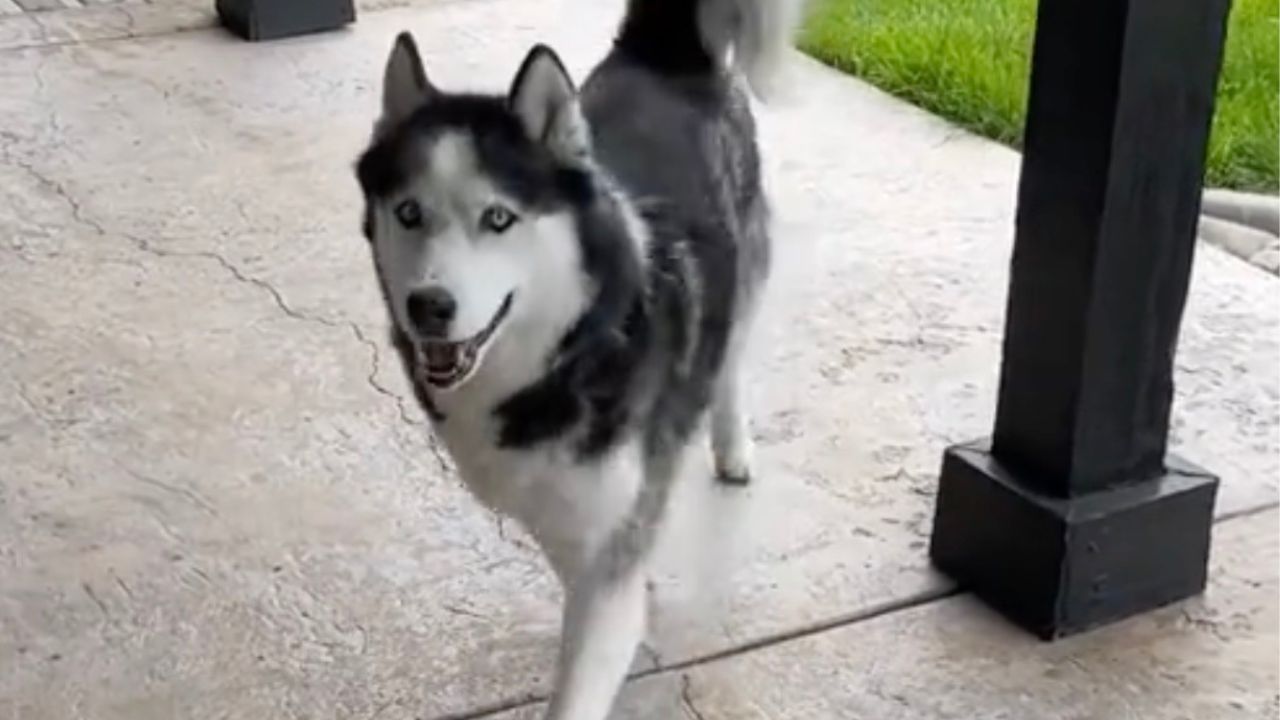 Esemplare di Siberian Husky