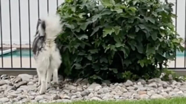 La mamma umana di questi due Husky decide di giocare a nascondino con loro, ed è tutto da ridere