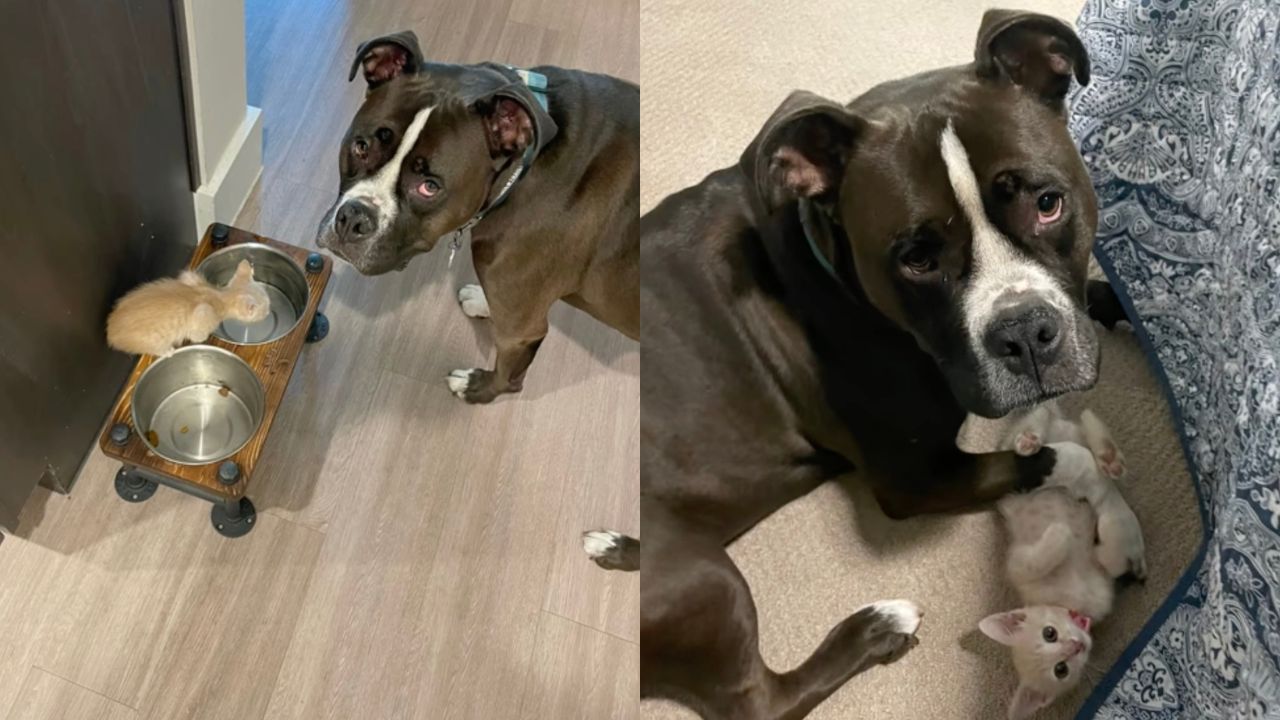 Cane e gattino amici