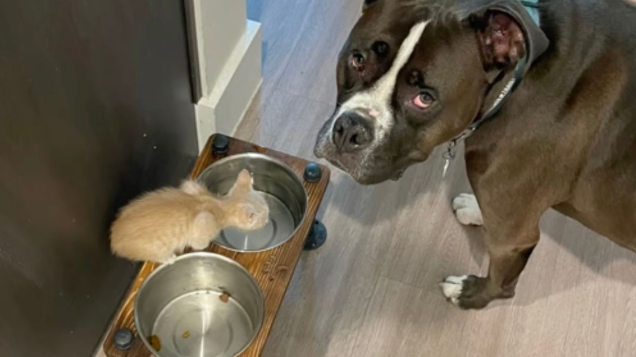 Gattino beve dalla ciotola del cane