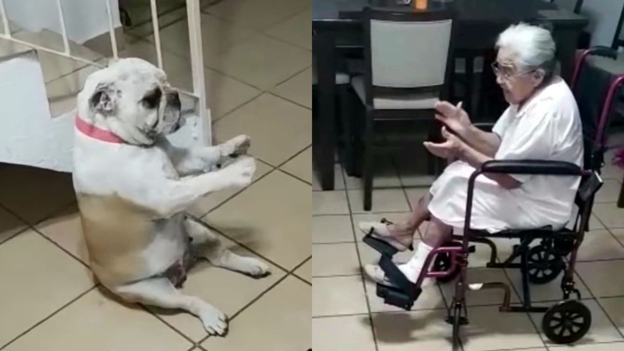 Cane balla davanti a nonnina