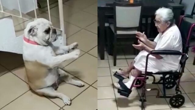 L’adorabile Bulldog segue il ritmo della canzone e balla fra gli applausi della sua amata nonnina