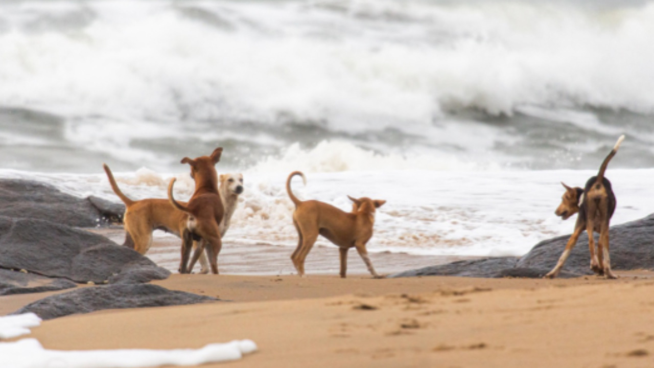 Due cani in spiaggia