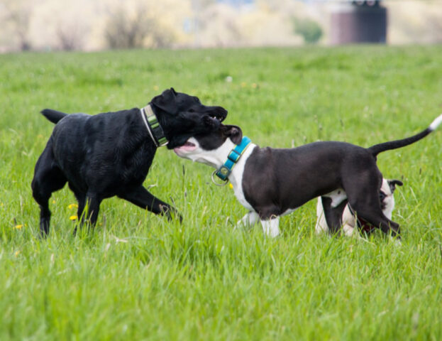 Lo dice uno studio: se sei nei paraggi il tuo cane è molto più stimolato a giocare