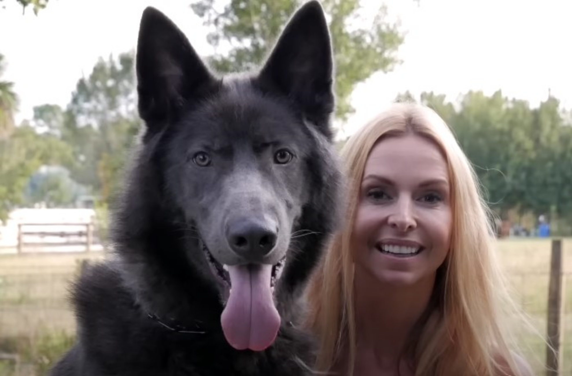 american blue bay shepherd