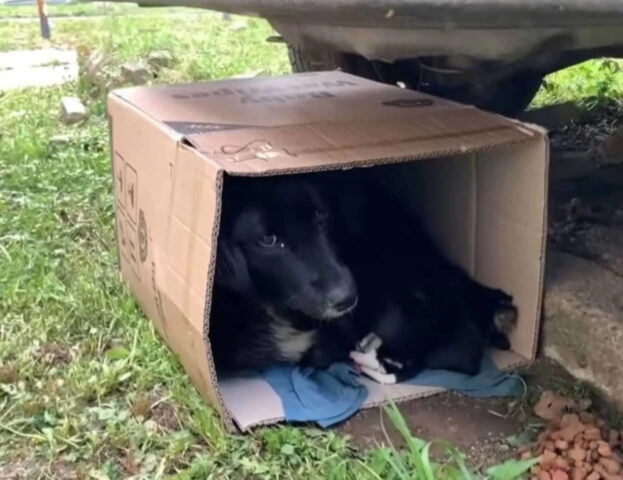 Cane sta nella scatola