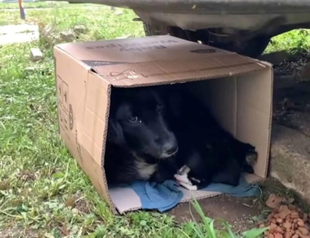 Mamma randagia e i suoi cuccioli hanno trovato una nuova casa (che non è la vecchia scatola di cartone)