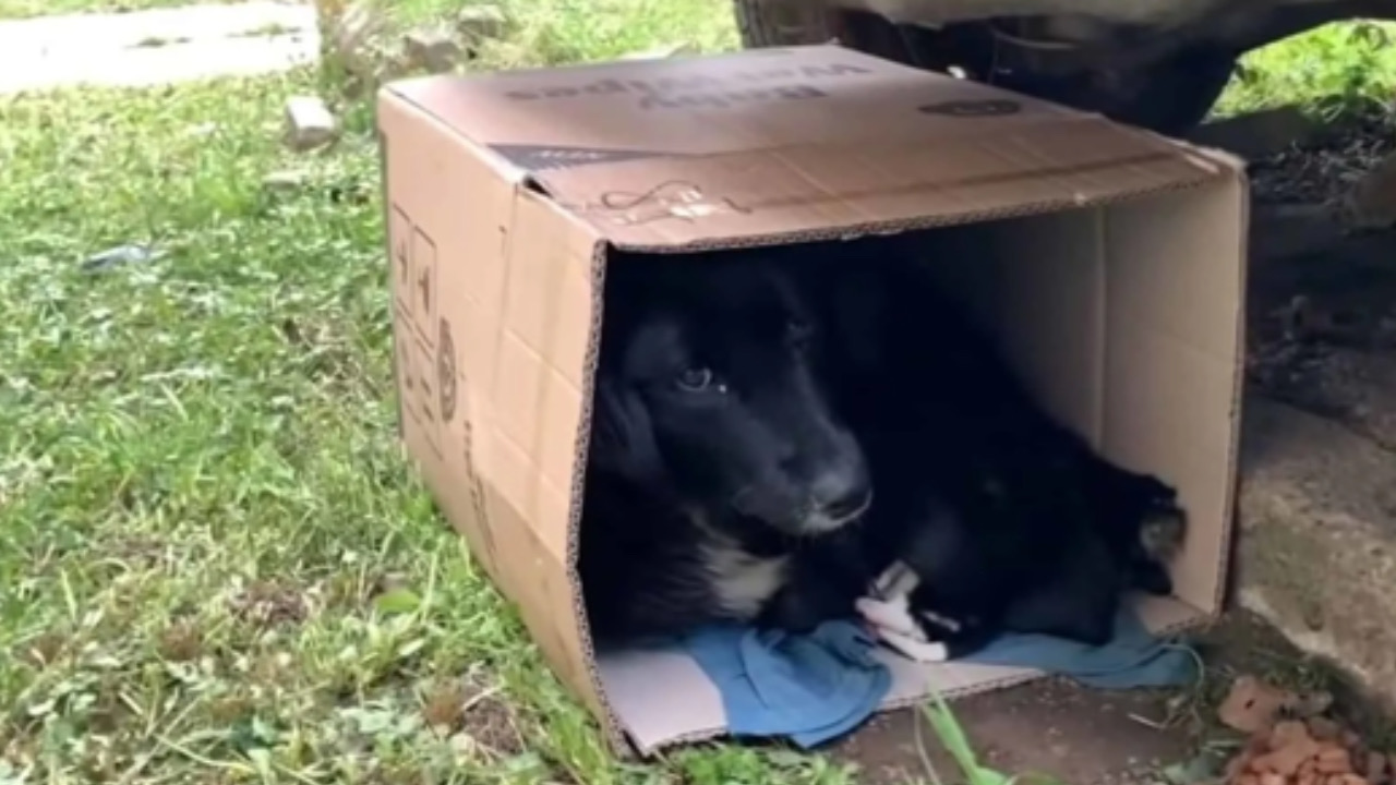 Cane nella scatola