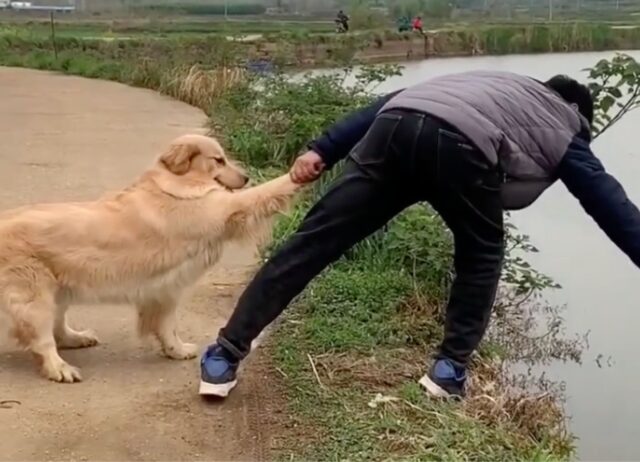 Mentre il suo padrone prova a riprendere una palla caduta in acqua, il suo amico peloso evita che possa cadere