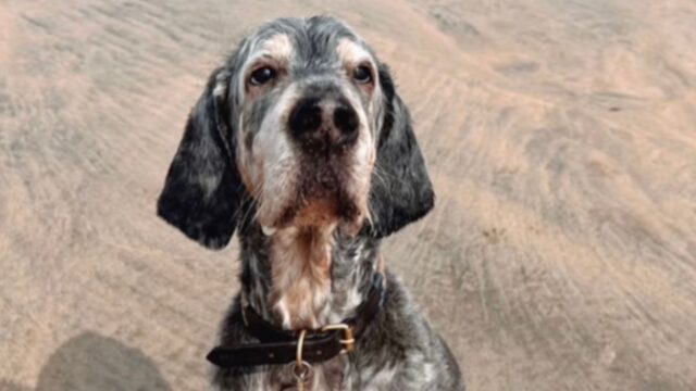 No, nessuno potrà mai spiegarti quant’è difficile perdere il cane con cui sei cresciuto