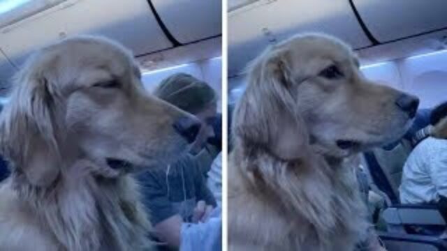 “Non capisco perché deve viaggiare con te”: la risposta del padrone del cane all’altro passeggero sull’aereo è unica