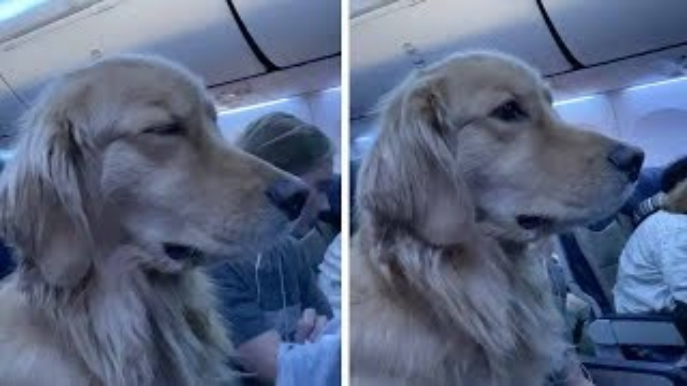 cane sull'aereo