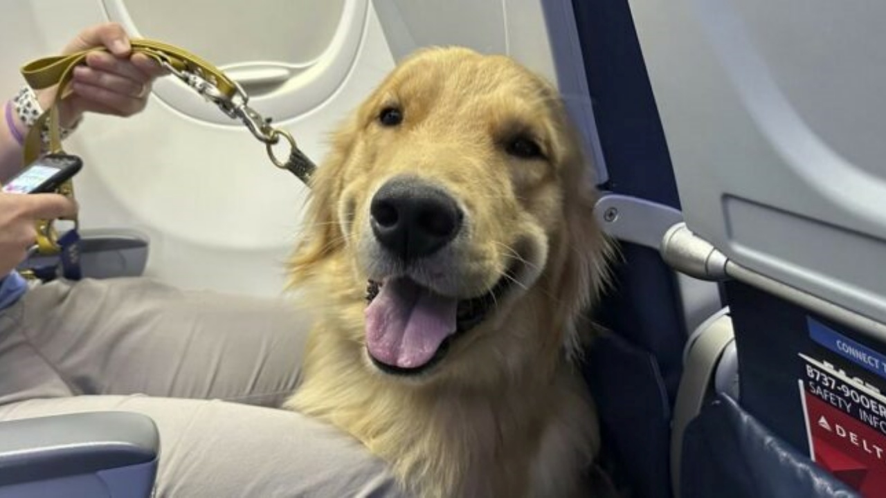 cagnolone in volo