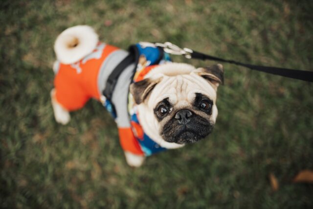 La vista nel cane: quello che devi sapere sulla<br>salute dell’occhio