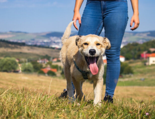 Pensi che i cani si leghino solo all’uomo? No, c’è uno studio che dimostra che non è così