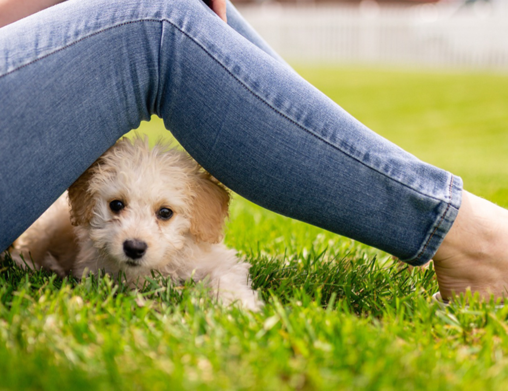 Cane sotto le gambe