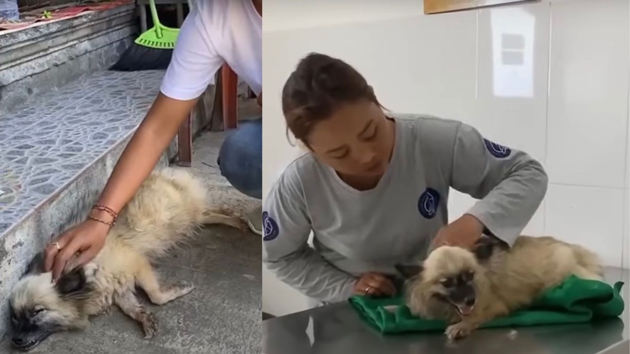 Cagnolina curata dai veterinari