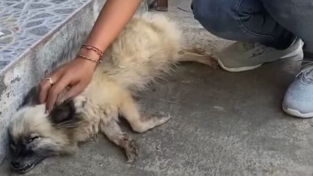 Per due giorni la cagnolina si è sforzata ininterrottamente di partorire, ma stava diventando troppo tardi