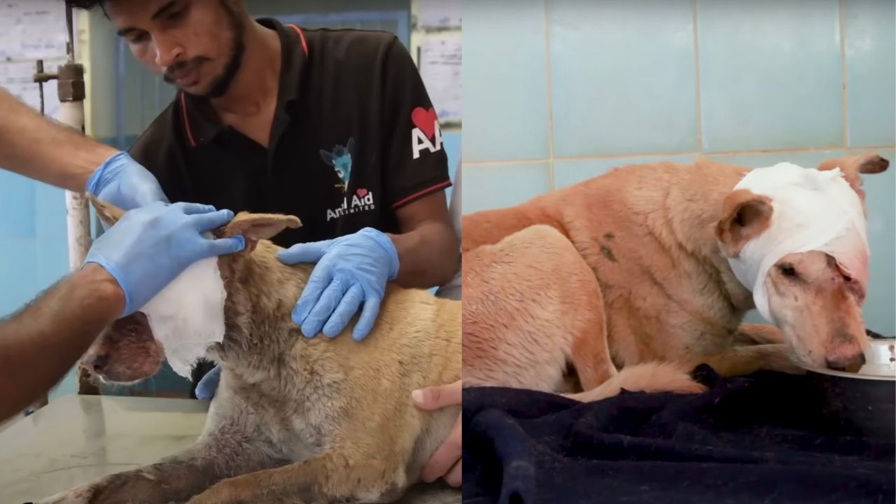 Cane ferito al muso dal veterinario