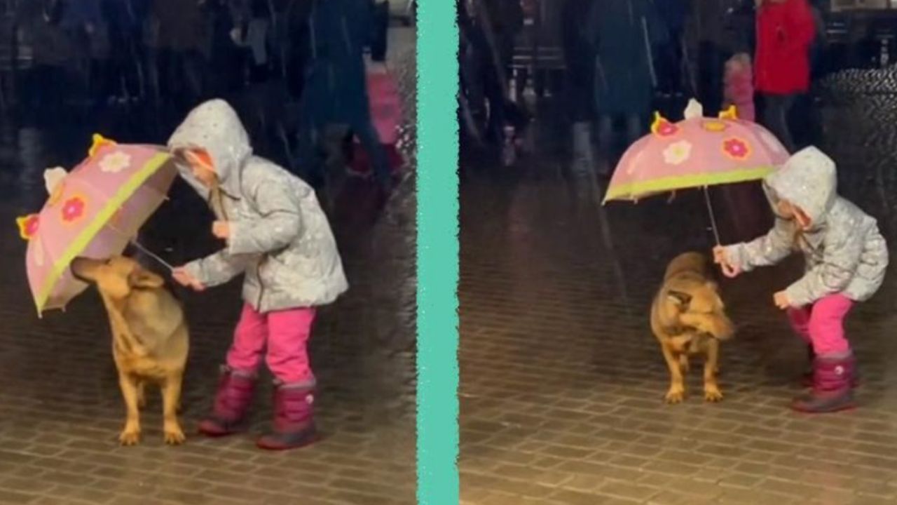 Cane randagio con bambina 