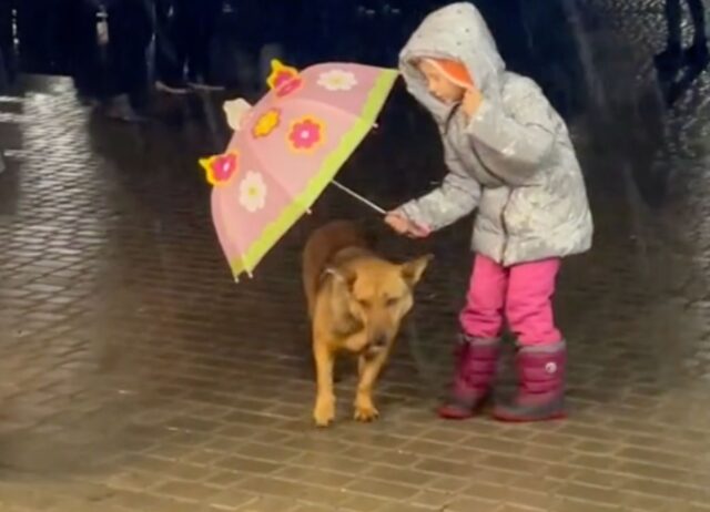 Piove a dirotto, così la bambina decide di riparare il cane randagio con il suo piccolo ombrello