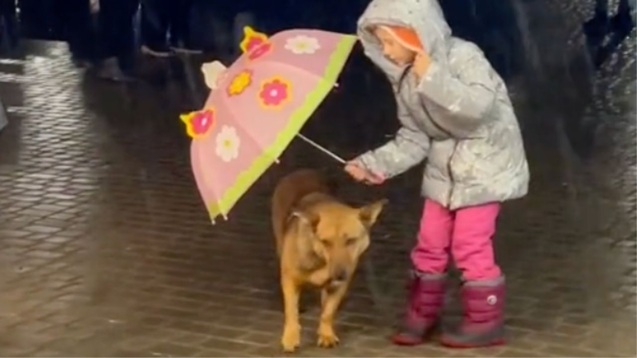 cane viene riparato da bambina 