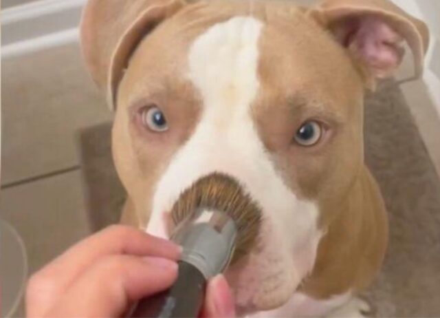 Questa Pitbull è davvero vanitosa, ogni mattina va dalla sua proprietaria per farsi rifare il make up