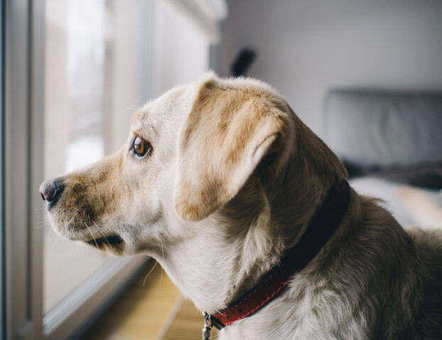 Questi sono i modi in cui puoi tenere il cane impegnato anche se è a casa da solo