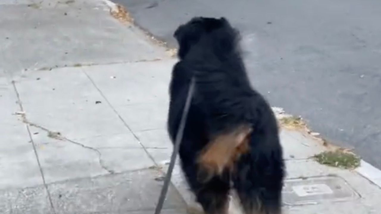 Bovaro del Bernese in strada