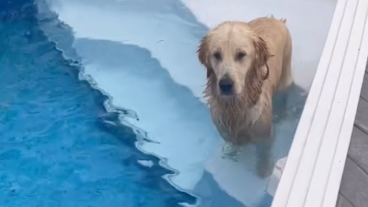 Golden Retriever in piscina