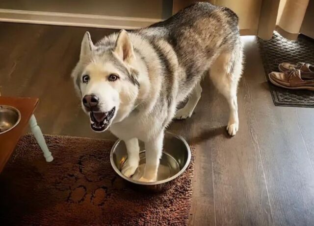 Questo cane non è affatto timido e continua a chiedere testardamente ciò che gli spetta