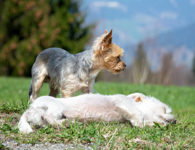 Sì, i cani possono provare empatia per i loro simili. E a dirlo è un gruppo di scienziati italiani