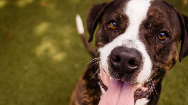 Sperava sempre di essere adottato, per questo il cane rimaneva sempre davanti alla porta della sua gabbia