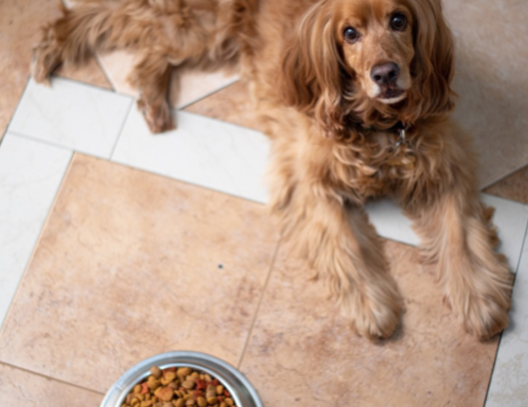 Cane vicino alla ciotola