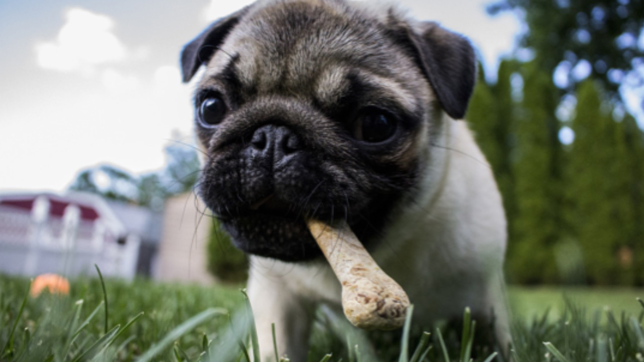 Cane con l’osso in bocca