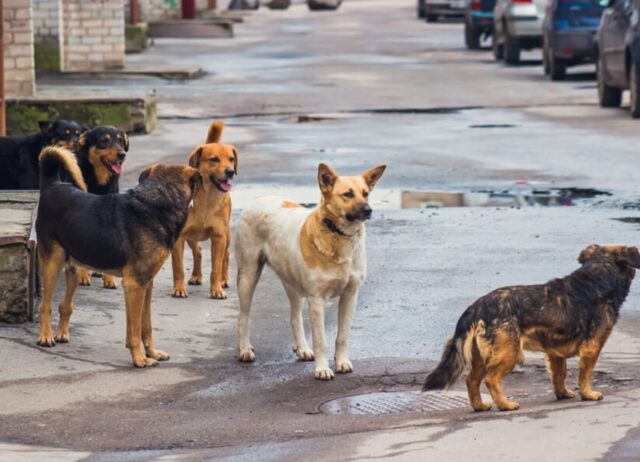 Un cane randagio salva un bambino lasciato morire in un sacco della spazzatura