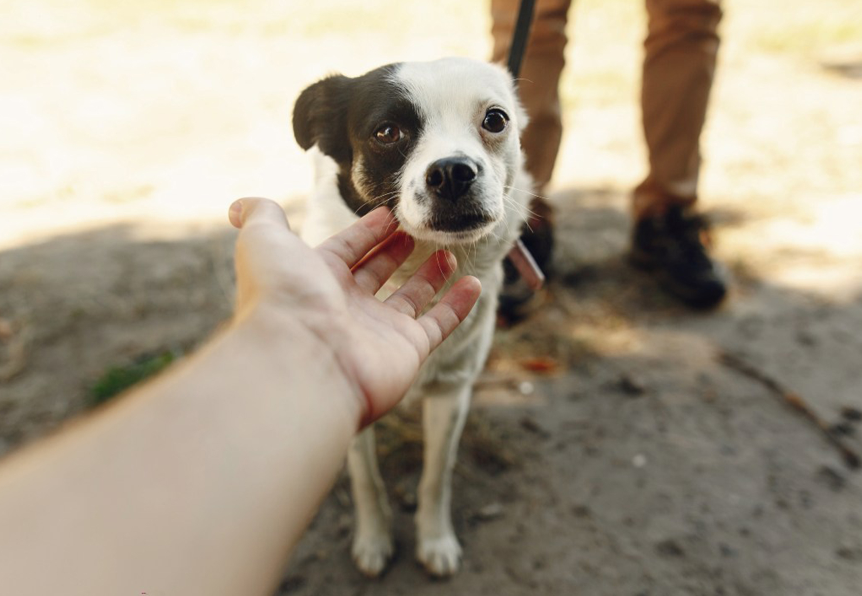 cane intimorito dagli estranei