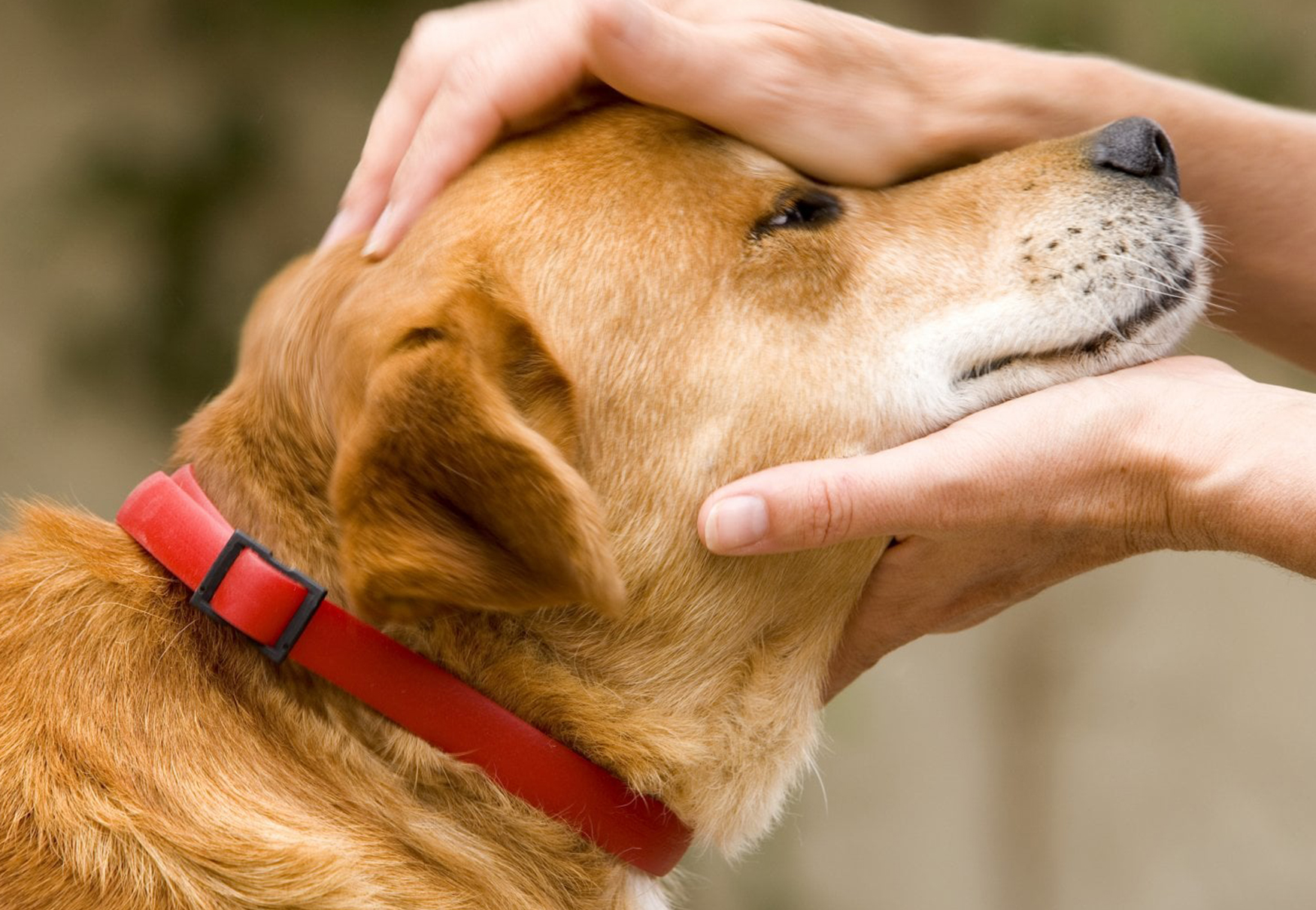 testa cane fra mani